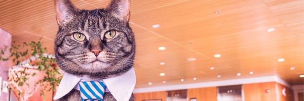 Bring Your Cat To Work Day - Every day!